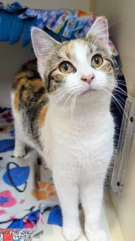 Rescue Domestic Short Hair Cats for Adoption in West Jefferson, Ohio - Lily | PetCurious