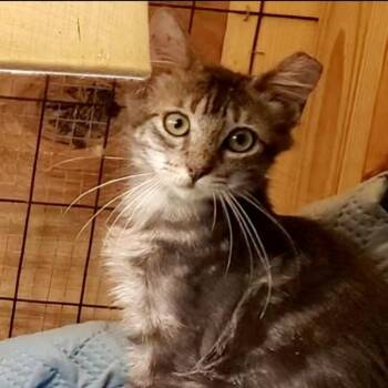 Moe -  Domestic Medium Hair and Tabby Cat for Adoption in Columbia, South Carolina - Moe | PetCurious