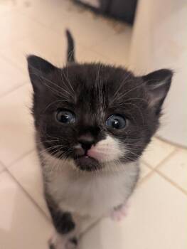 Domestic Short Hair Cats Available for Adoption - Pop Tart | PetCurious