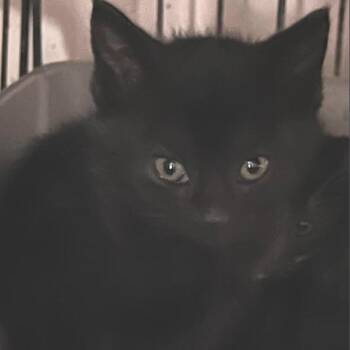 basil -  Domestic Short Hair Cat Available for Adoption in Oceanside, New York - Basil | PetCurious