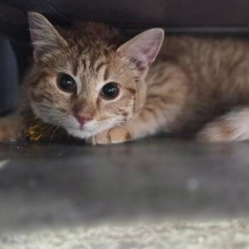 Domestic Short Hair Cats Available for Adoption - Bubby | PetCurious