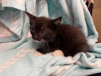 Domestic Short Hair Cats Available for Adoption in Ontario, California - DOLLY - WHITE COLLAR | PetCurious