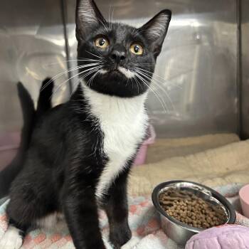 Mittens -  Domestic Medium Hair Cat for Adoption in Jupiter, Florida - Mittens | PetCurious