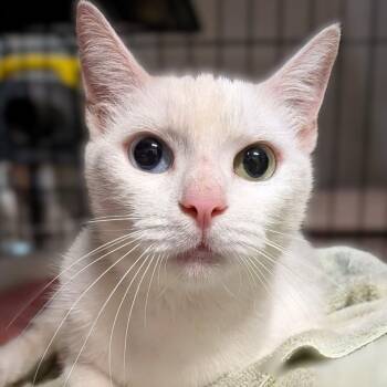 Venus -  Domestic Short Hair Cat for Adoption in Montclair, New Jersey - Venus | PetCurious