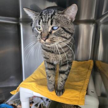 Smith -  Tabby Cat for Adoption in West Branch, Michigan - Smith | PetCurious