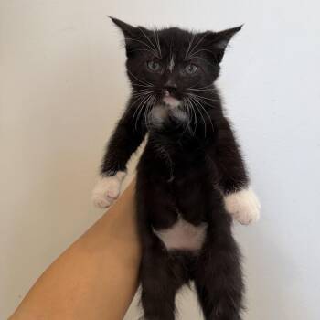 Domestic Short Hair Cats Available for Adoption - Bronx | PetCurious