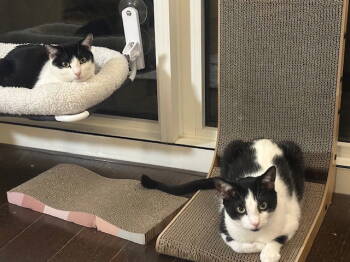 Rescue Domestic Short Hair Cats for Adoption - Reed And Oboe | PetCurious