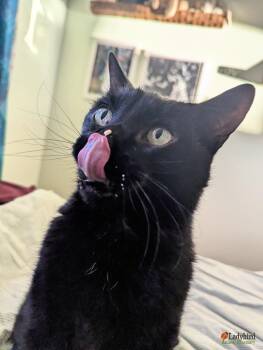 Domestic Short Hair Cats Available for Adoption - Ilex | PetCurious