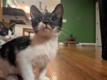 Hyphen (Persephone) IN FOSTER -  Domestic Short Hair Cat for Adoption in Danielsville, Georgia - Hyphen (Persephone) IN FOSTER | PetCurious