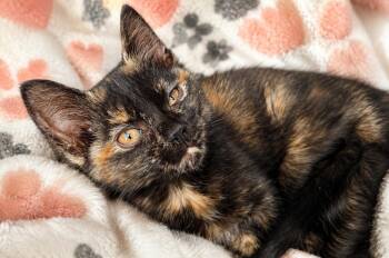 Domestic Short Hair Cats Available for Adoption in Warren, Michigan - Que | PetCurious