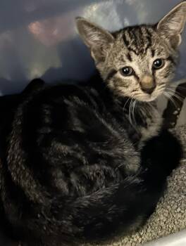 CHANDLER* -  Domestic Short Hair Cat for Adoption in Santa Cruz, California - CHANDLER* | PetCurious