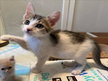 *DEAN -  Domestic Short Hair Cat for Adoption in Woodland, California - *DEAN | PetCurious
