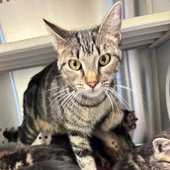 Domestic Short Hair Cats Available for Adoption - Maia | PetCurious