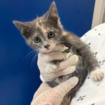 Domestic Short Hair Cats Available for Adoption in Lakewood, California - Flower | PetCurious
