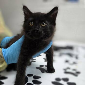Domestic Long Hair Cats Available for Adoption in Incline Village, Nevada - Frijoles | PetCurious