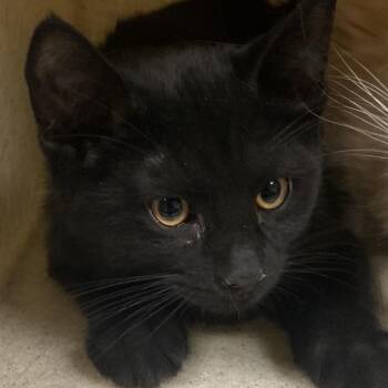 Dr. Pepper -  Domestic Short Hair Cat for Adoption in Reno, Nevada - Dr. Pepper | PetCurious