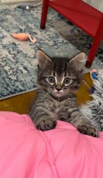 Chicken -  Domestic Short Hair Cat for Adoption in Shawnee, Kansas - Chicken | PetCurious