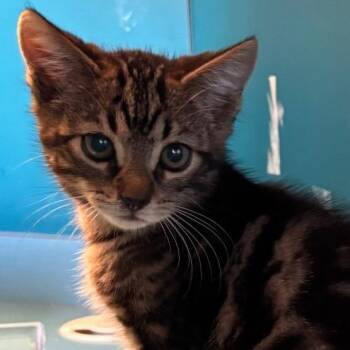 Abbot -  Domestic Short Hair Cat for Adoption in Lenexa, Kansas - Abbot | PetCurious