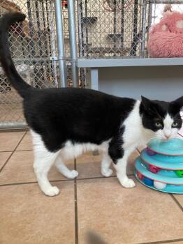 Little Bootsie -  Domestic Short Hair Cat Available for Adoption in Youngtown, Arizona - Little Bootsie | PetCurious