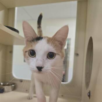 Dots -  Domestic Short Hair Cat for Adoption in Prince Frederick, Maryland - Dots | PetCurious