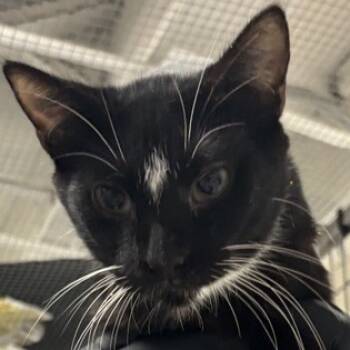 Rescue Domestic Short Hair Cats for Adoption in New York, New York - Coal | PetCurious