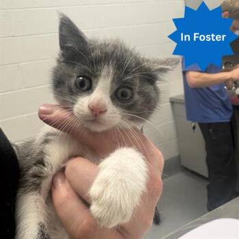 MIKE MEOWZOSKI -  Domestic Short Hair Cat for Adoption in Indianapolis, Indiana - MIKE MEOWZOSKI | PetCurious