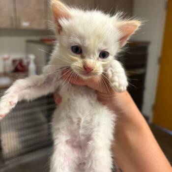 Parmesan -  Domestic Medium Hair Cat for Adoption in Ottawa, Kansas - Parmesan | PetCurious