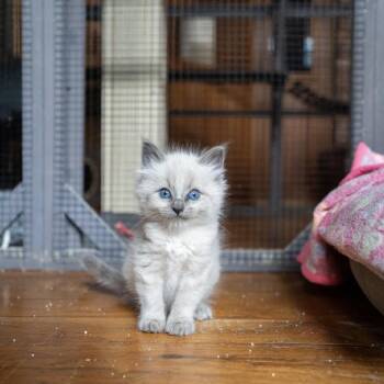 Peas -  Siamese Cat for Adoption in Portland, Oregon - Peas | PetCurious