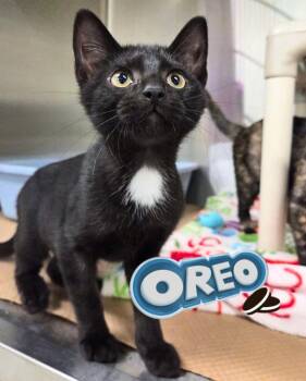 Oreo -  Domestic Short Hair Cat for Adoption in Nevada, Iowa - Oreo | PetCurious