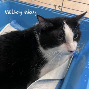 Milky Way Tate -  Domestic Short Hair Cat for Adoption in Eagle Mountain, Utah - Milky Way Tate | PetCurious