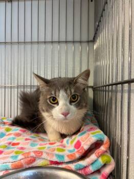 Fresno -  Domestic Short Hair Cat for Adoption in Rock Springs, Wyoming - Fresno | PetCurious