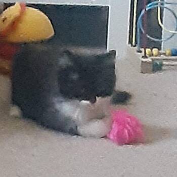 Domestic Long Hair Cats Available for Adoption in South Elgin, Illinois - Starfighter | PetCurious