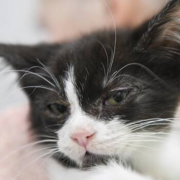 Rescue Domestic Short Hair Cats for Adoption in Redwood City, California - Autumn | PetCurious