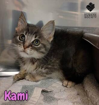 Kami -  Domestic Short Hair Cat for Adoption in Heath, Ohio - Kami | PetCurious