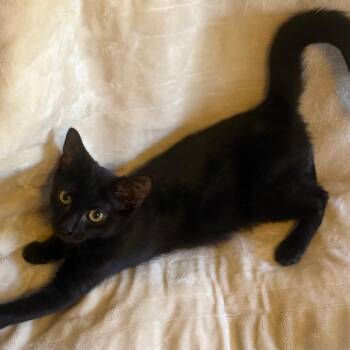 Bart -  Domestic Short Hair Cat for Adoption in Santa Rosa, California - Bart | PetCurious