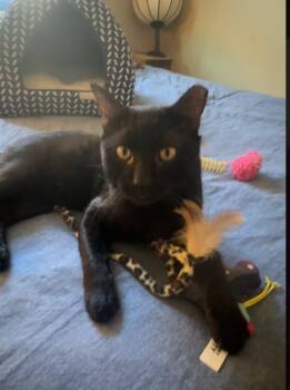 Rescue Domestic Short Hair Cats for Adoption in Gilbert, Arizona - Liam | PetCurious