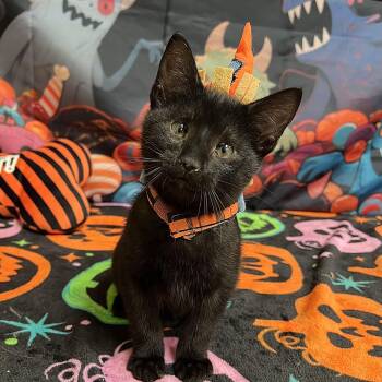 Spooky -  Domestic Short Hair Cat for Adoption in Fairmont, Minnesota - Spooky | PetCurious