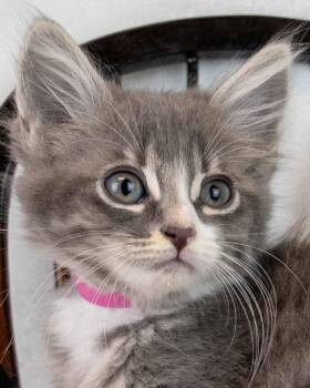 Rey -  Domestic Medium Hair and Tabby Cat for Adoption in Kennesaw, Georgia - Rey | PetCurious