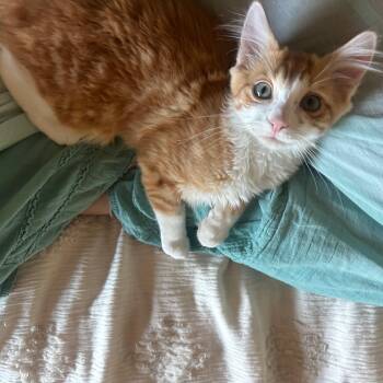 Orange Dream Machine -  Domestic Medium Hair Cat for Adoption in San Luis Obispo, California - Orange Dream Machine | PetCurious
