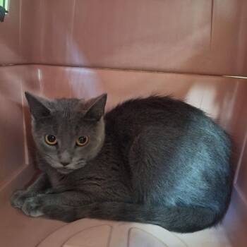 Domestic Short Hair Cats Available for Adoption in Attica, New York - Gracie | PetCurious