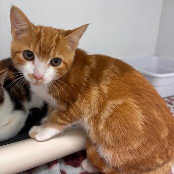 Tituba -  Domestic Short Hair Cat for Adoption in Franklin, North Carolina - Tituba | PetCurious