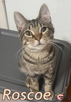 Rescue Domestic Short Hair Cats for Adoption in Douglasville, Georgia - Roscoe | PetCurious