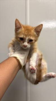 STEVE -  Domestic Short Hair Cat for Adoption in Ontario, California - STEVE | PetCurious