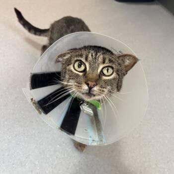 Rescue Domestic Short Hair Cats for Adoption in Lakewood, Colorado - Shadow | PetCurious