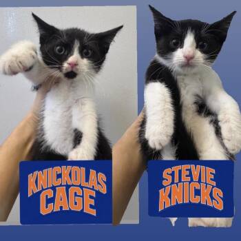 Stevie Knicks and Knickolas Cage -  American Shorthair Cat for Adoption in New York, New York - Stevie Knicks And Knickolas Cage | PetCurious