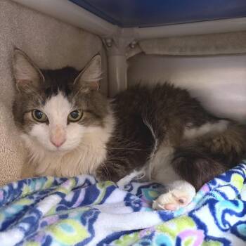 Domestic Long Hair Cats Available for Adoption - Sasquatch | PetCurious