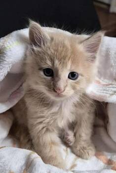 Domestic Long Hair Cats Available for Adoption in New Braunfels, Texas - Dewey | PetCurious