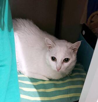 LALA #2005 - Offered by Owner - Sweet Senior -  Domestic Short Hair Cat for Adoption in Hillsboro, Oregon - LALA #2005 - Offered By Owner - Sweet Senior | PetCurious
