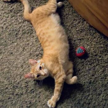 Cillian -  Tabby and Domestic Short Hair Cat for Adoption in Sacramento, California - Cillian | PetCurious