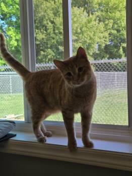 Domestic Short Hair Cats Available for Adoption in Viroqua, Wisconsin - Joe | PetCurious